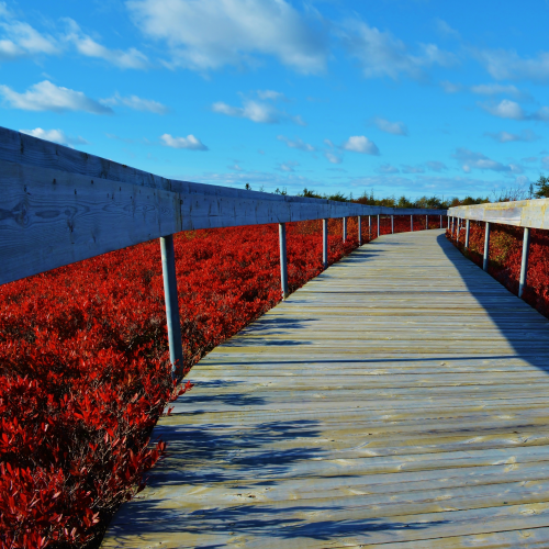 Peat Bog in Fall