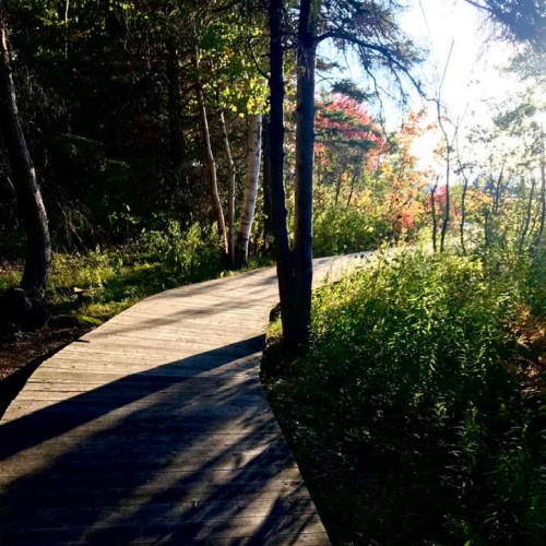 Wooded Pathways