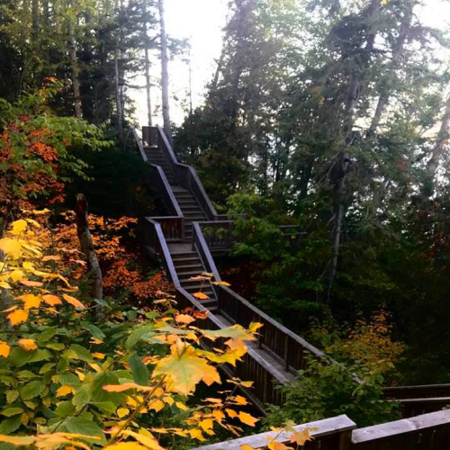 Wooded Pathways