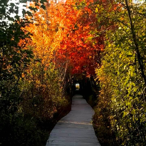 Wooded Pathways