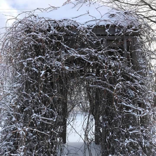 Winter Arbour