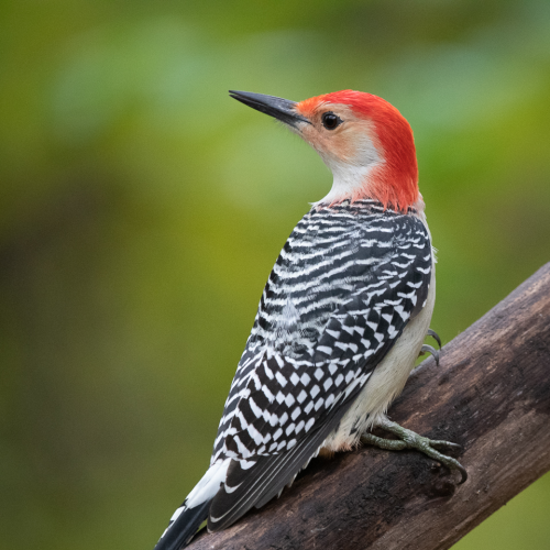 Red-Bellied Woodpecker