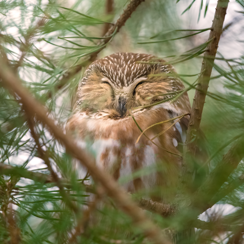 Sleepy