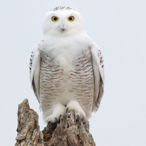 Snowy Stare