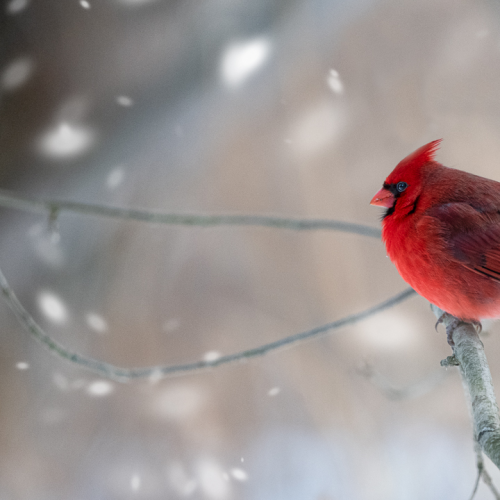 Cardinal B