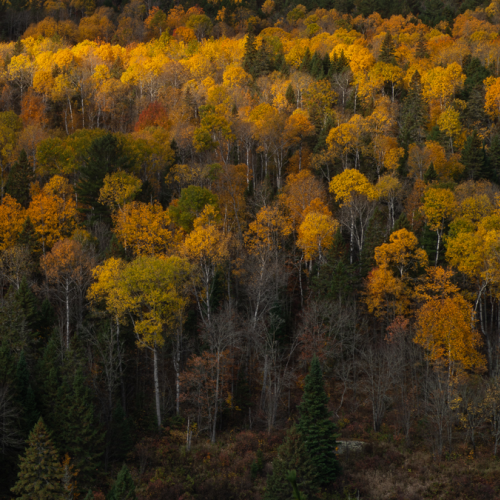 Autumn Bliss