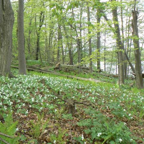 Trilliums
