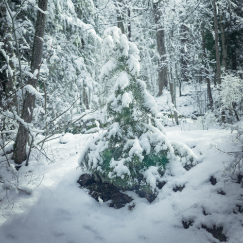 Snow covered