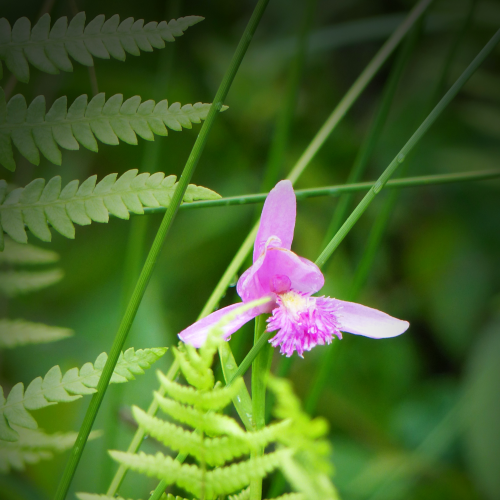 Dragon's Mouth Orchid