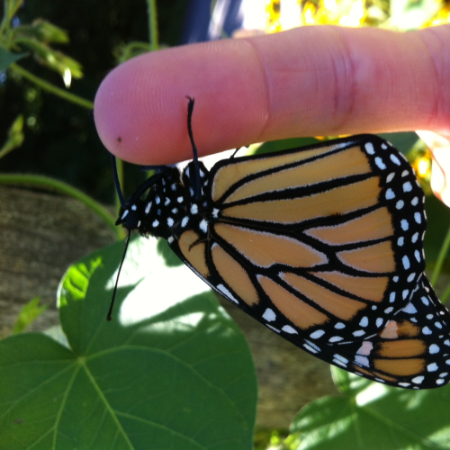 Monarch butterfly