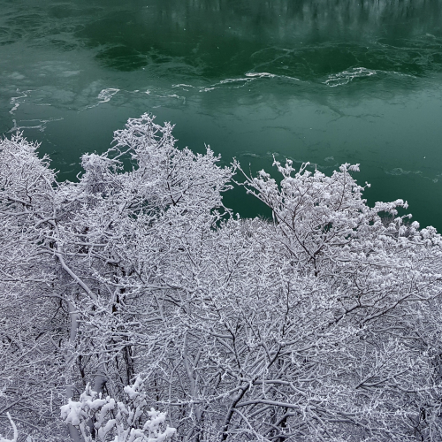 Snow covered trees in Niagara Gorge 
