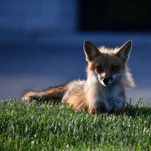 Fresh N Foxy