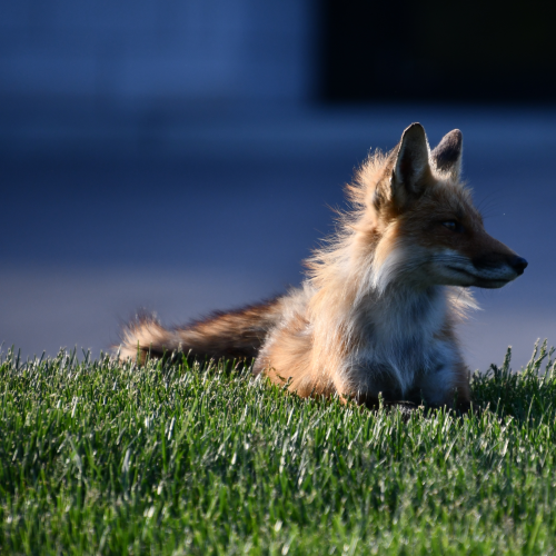 Fresh N Foxy