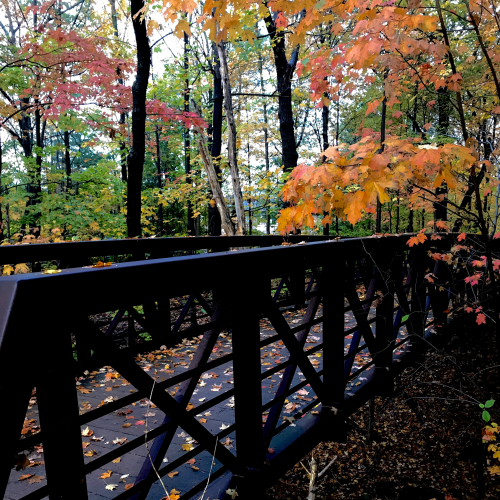Bridge to Nature