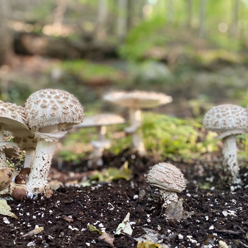 Fabulous Fungi 