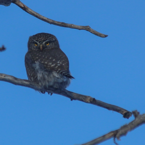 Northern Pygmy Owl