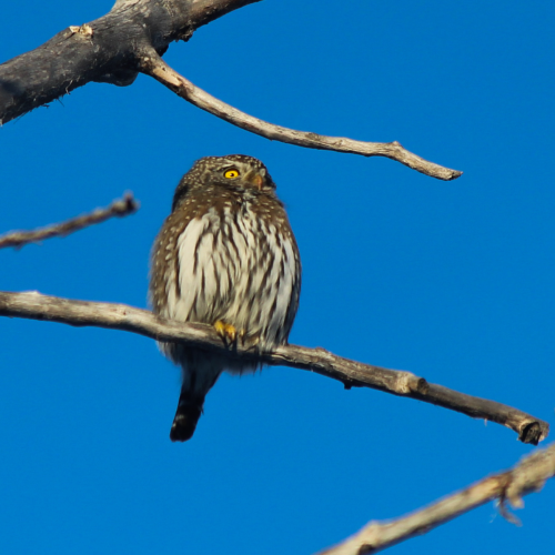 Northern Pygmy Owl