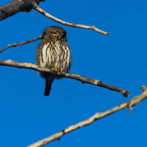 Northern Pygmy Owl