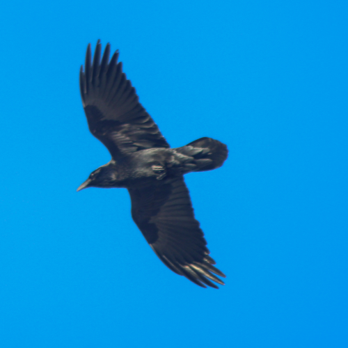 Ravens