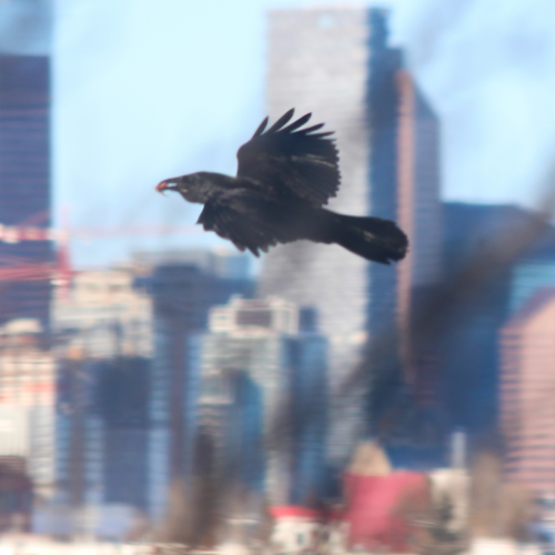 Ravens
