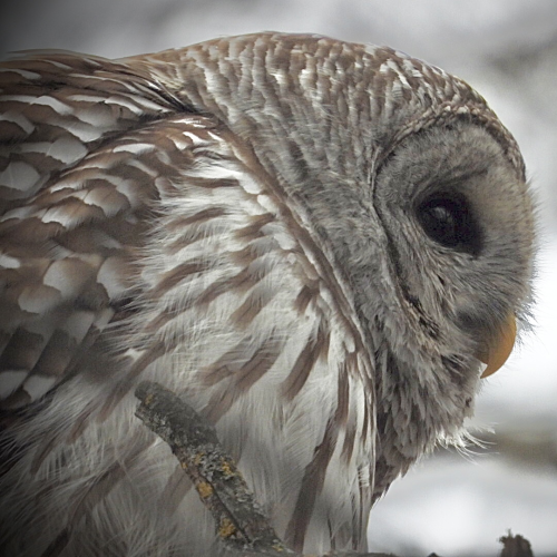 Barred Owl