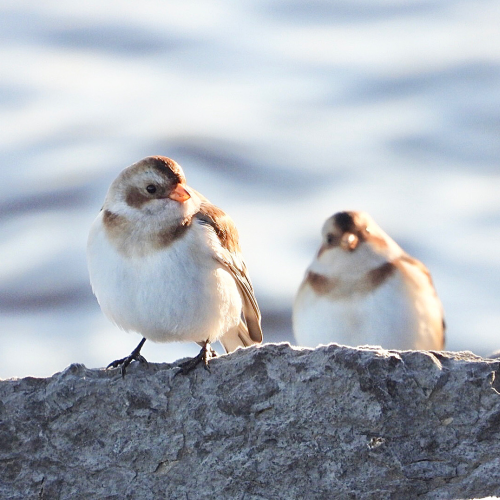 Snow Buntings on the rocks
