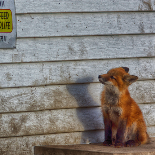 Living with rules.