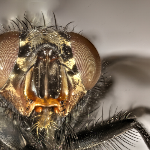 Common House fly