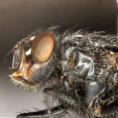 Common House fly Side view