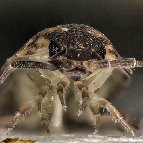 Sow bug