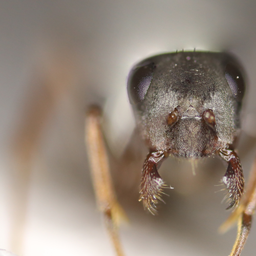 Ant