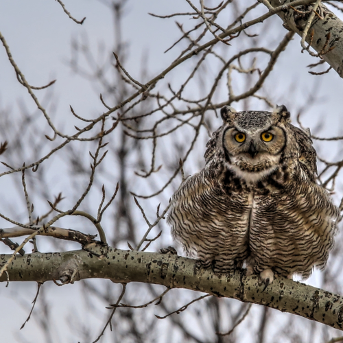 Great Horned Puffed Chest