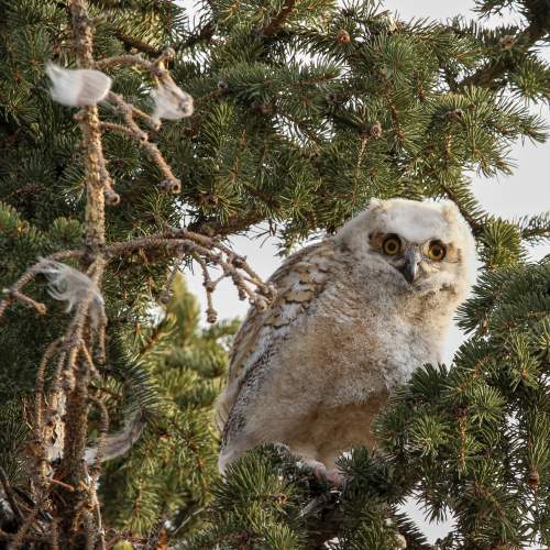 Great Horned owelette wide eyed