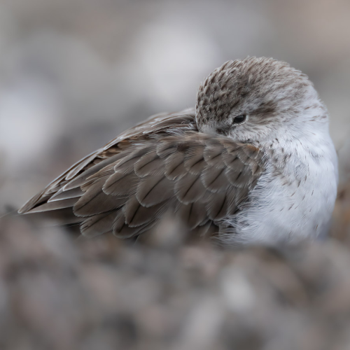 Sleeping Vigilance