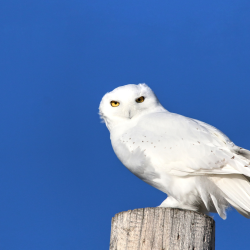 Snowy Owl