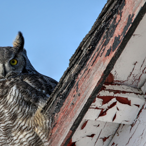 Stare down