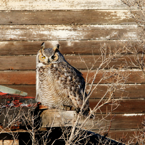 Basking GHO