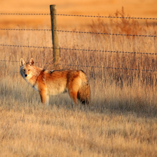 Coyote on the hunt
