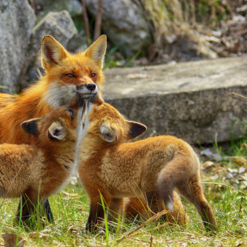 Kisses for mom