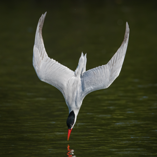 Caspian tern diving for fish