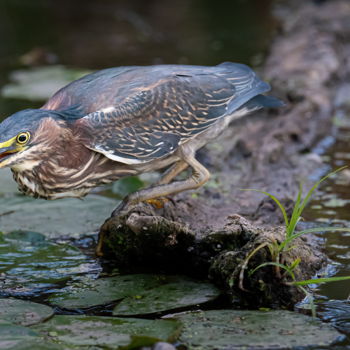 Green heron catching a fish