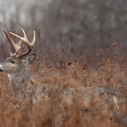 A buck in the wood
