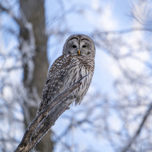 Barred Beauty