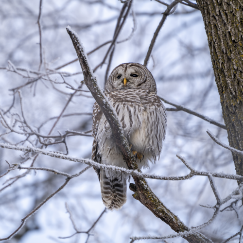 Barred Beauty