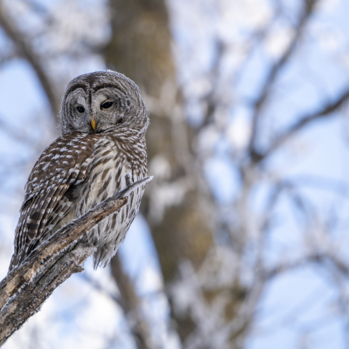Barred Beauty