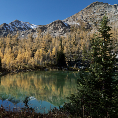 Lovely larch
