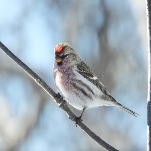 Hanging out with a Common Redpoll