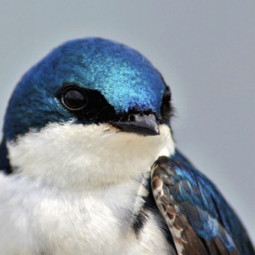 Swallow