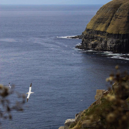 Gannets & Coastal Cliffs 