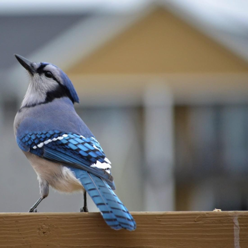 Blue Jay